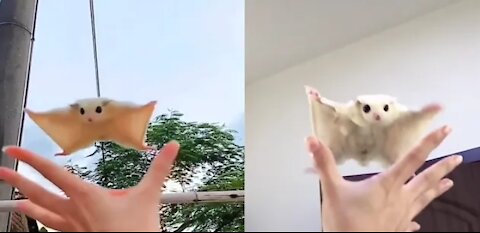 Cute white sugar glider flying down into owner hand video