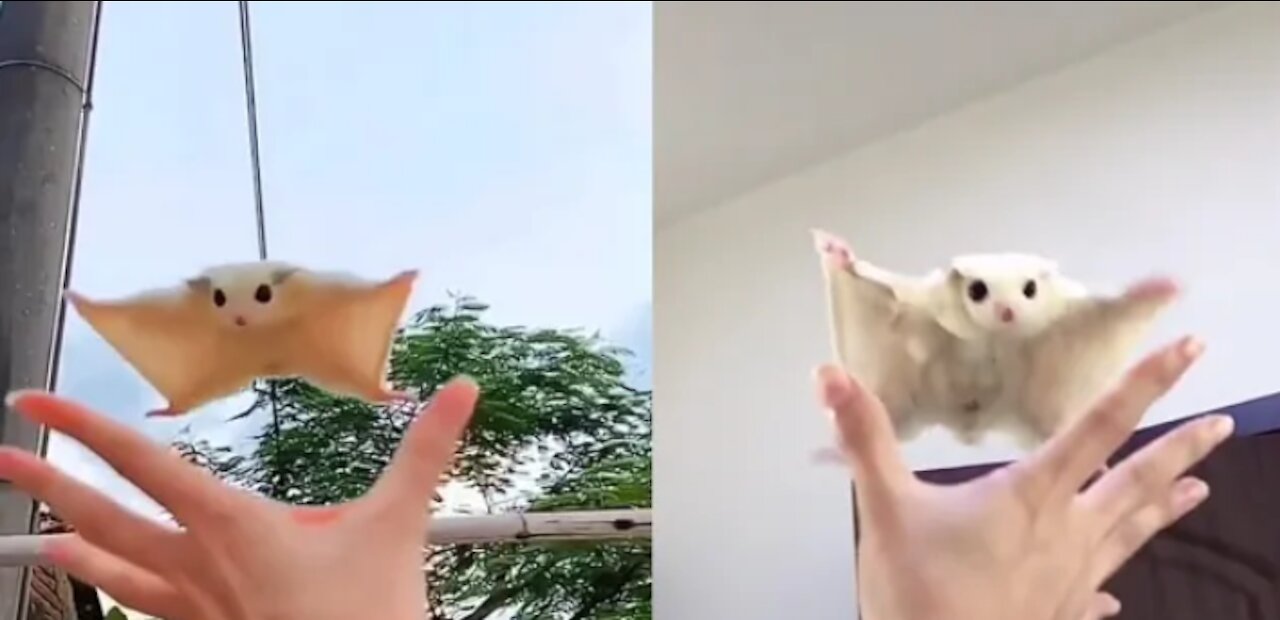 Cute white sugar glider flying down into owner hand video