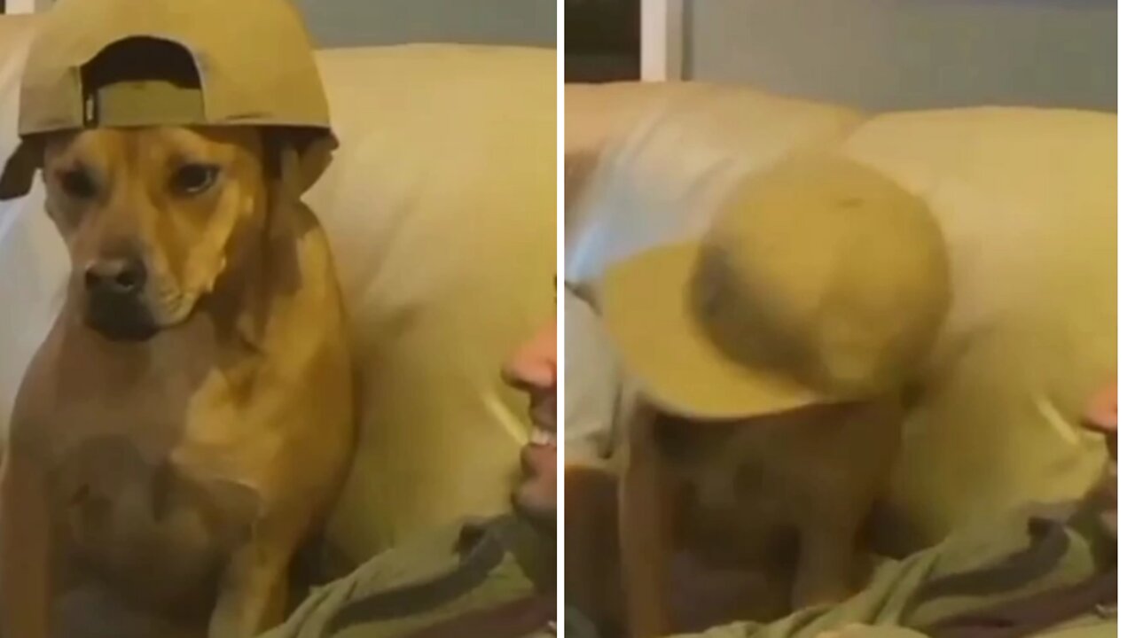 THIS DOG'S SWAG IS HILARIOUS 😂😆 || DOG'S HILARIOUS SWAG 😎