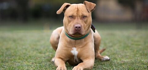 The physical characteristics of a Pitbull dog