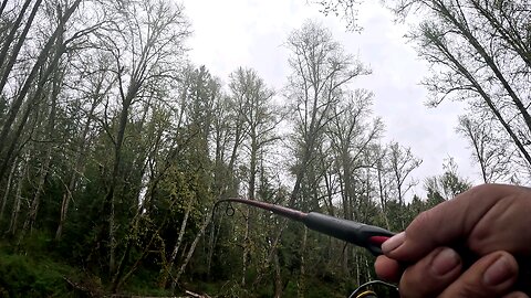 winter run steelhead