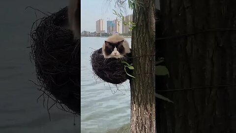 To catch the bird, one must become the bird.