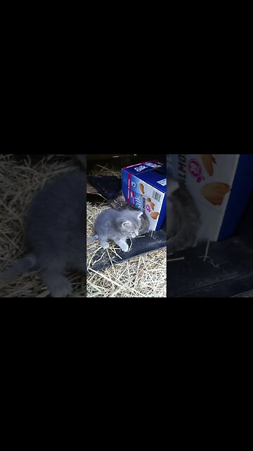 Kitten on the Edge of Their World