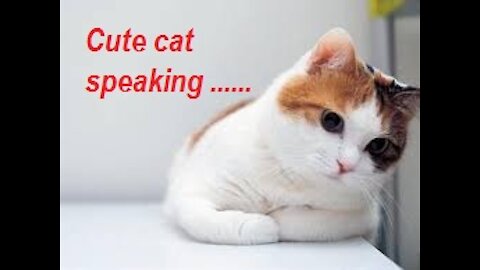 English baby sound,speaking cats,talking cats ......