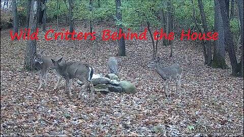 Wild Critters behind the house