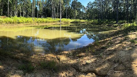 I Bought 5 Acres To Turn Into A Homestead!