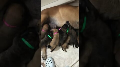 Baby puppies nursing LonelyCreek bullmastiff #bullmastiffpuppy #bullmastiff cinnamon litter 11-2-22