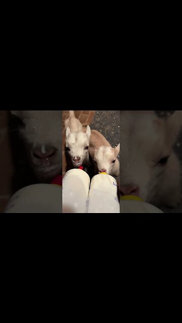 Baby Goat Breakfast #babygoats #farmlife #farmhouse #homestead #nigeriandwarf #goatmilksoap #goats