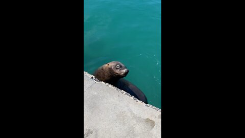 A seal greeting in Hout Bay