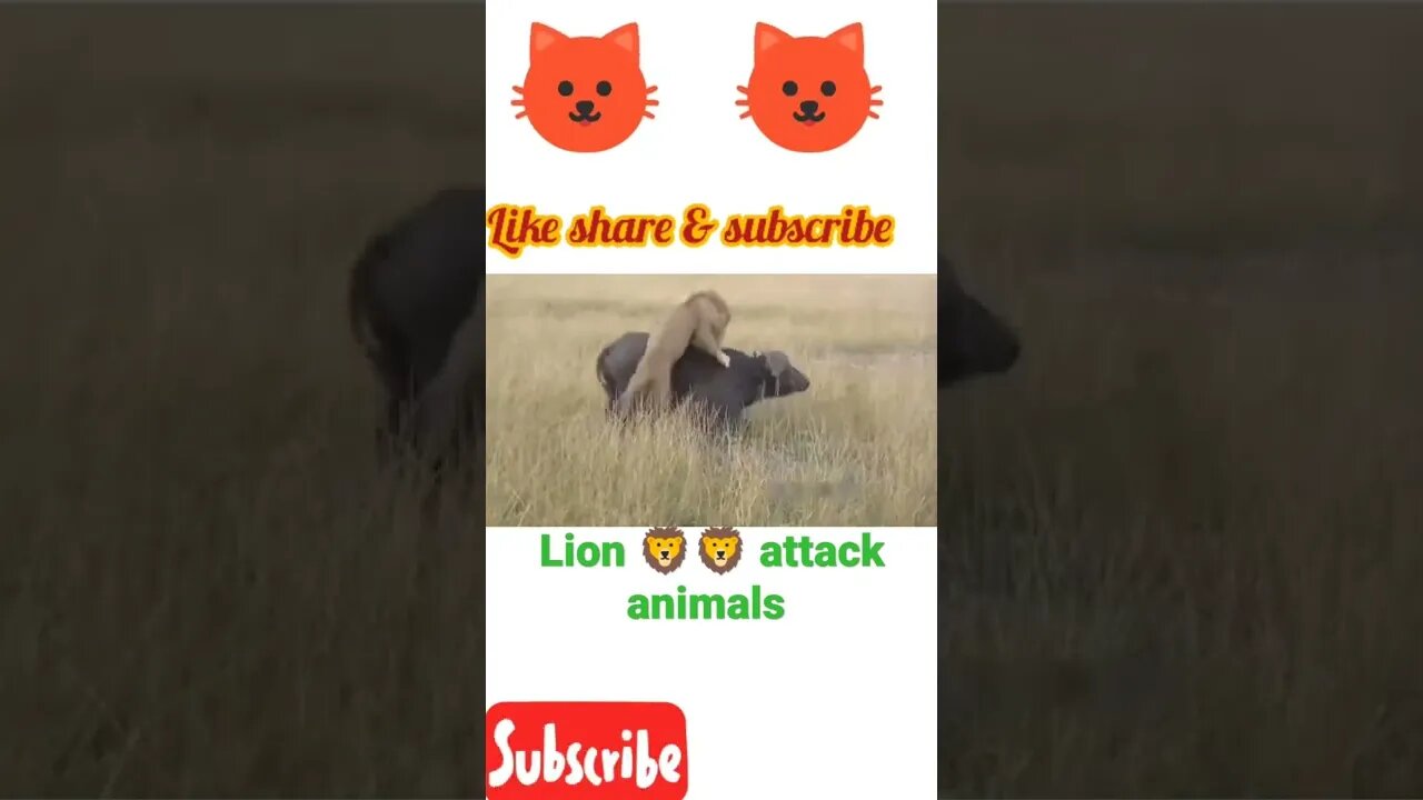 Lion🦁attack animals| #shorts #youtubeshorts