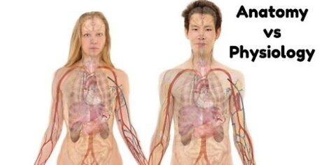 Human Anatomy and Physiology | Learn Human Anatomy and Physiology today