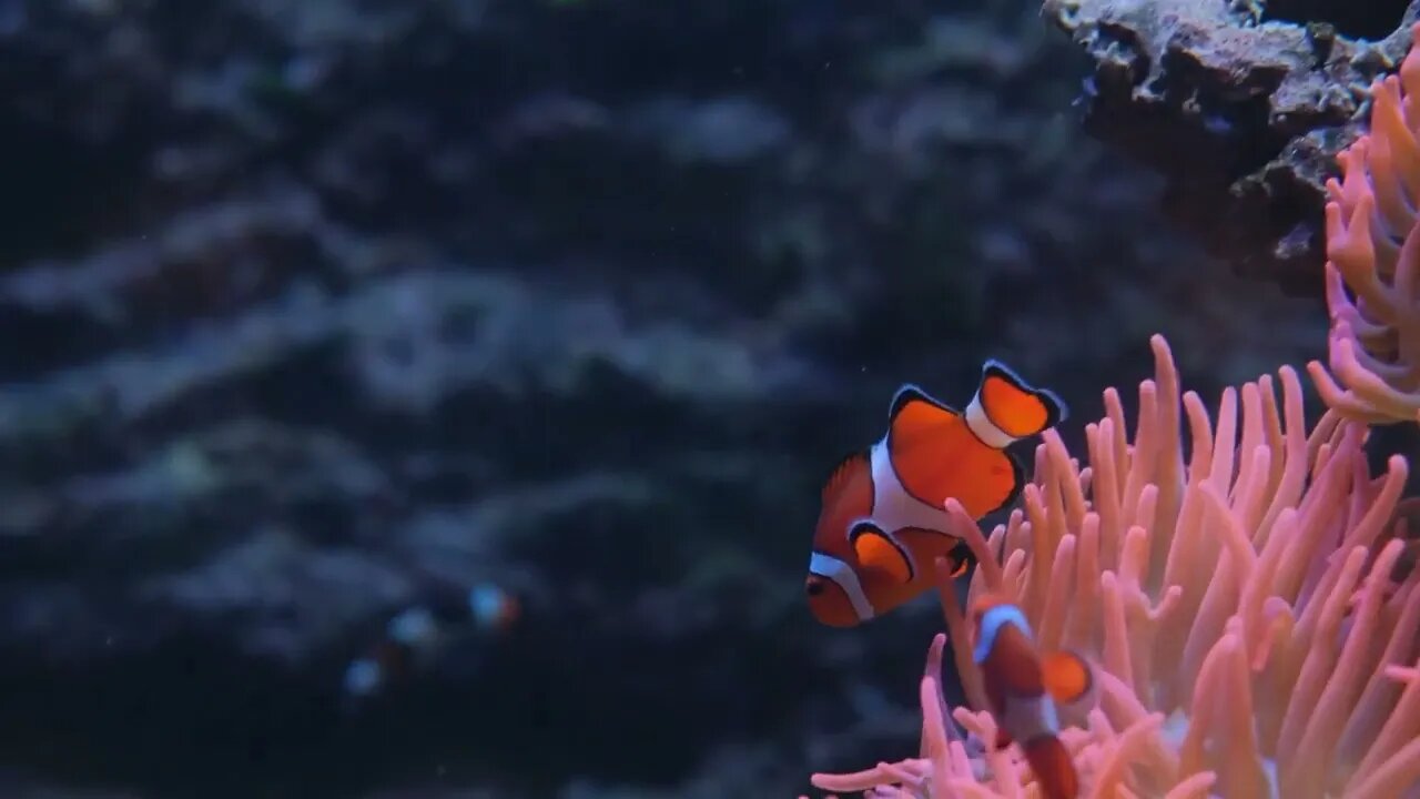 Fishes in coral reef. Beautiful underwater world