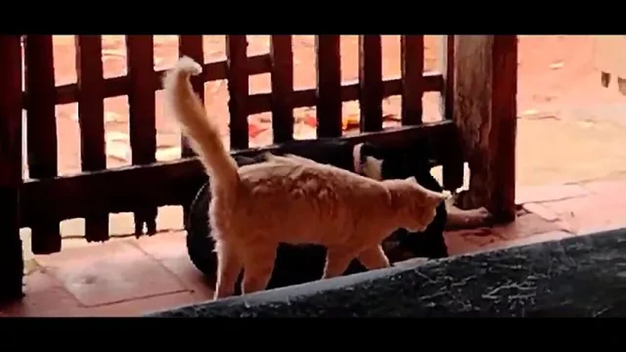 Meu primo Robertao de Promissao filmando como seus animais são juntos #shorts