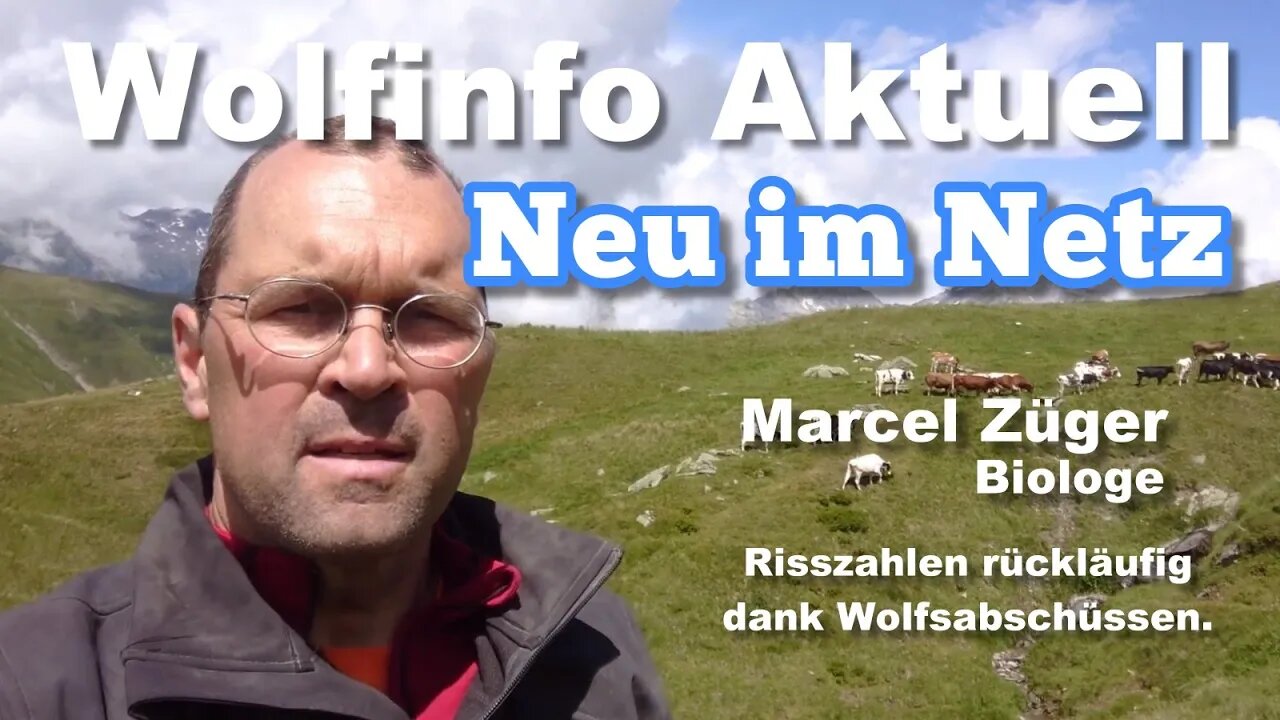 Wolfinfo Aktuell "Neu im Netz" ( Risszahlen rückläufig dank Wolfsabschüssen.)