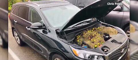 Squirrel hides nuts in car