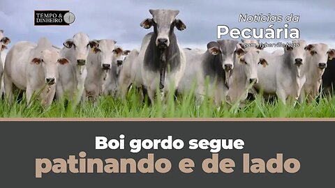 Boi gordo segue patinando e de lado. Veja também o comentário de Hyberville Neto