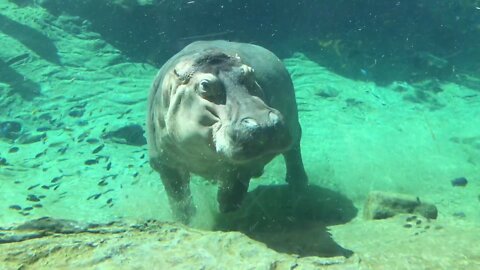 Hippo chasing boat! Scary! (ORIGINAL VIDEO)