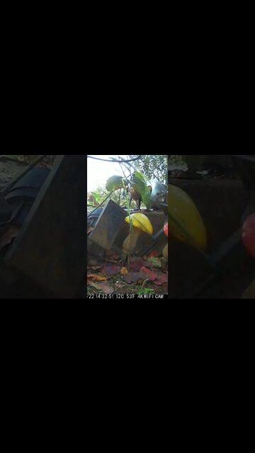 Sun Ray Rainbows #Shorts 🌞🌈