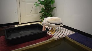 Government shutdown keeps pelican stuck in Waukesha County