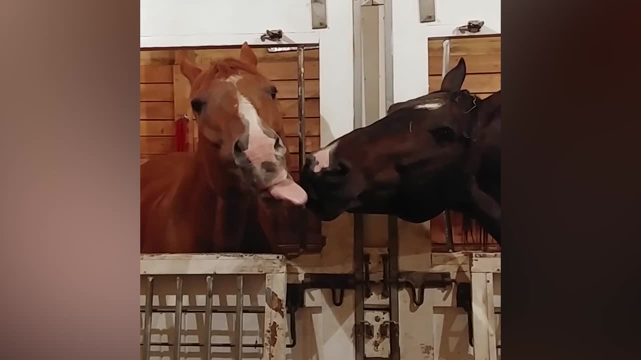 Silly Farm Animals