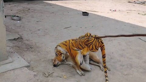 Fake Tiger Prank on Dogs. So Funny Video Pranks 2021