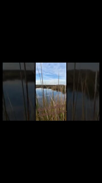 Marsh hunting Savanna River