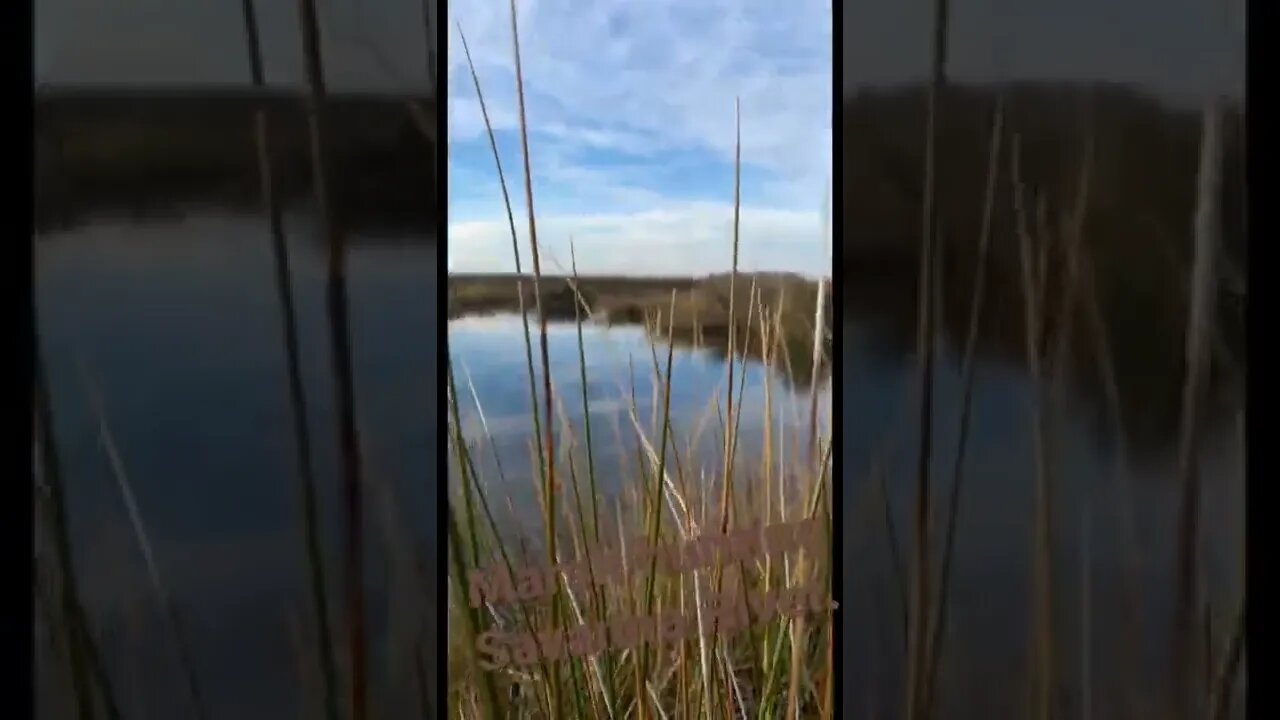 Marsh hunting Savanna River