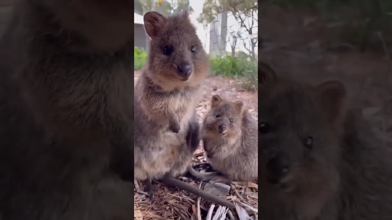 Cute funny Quokka -170