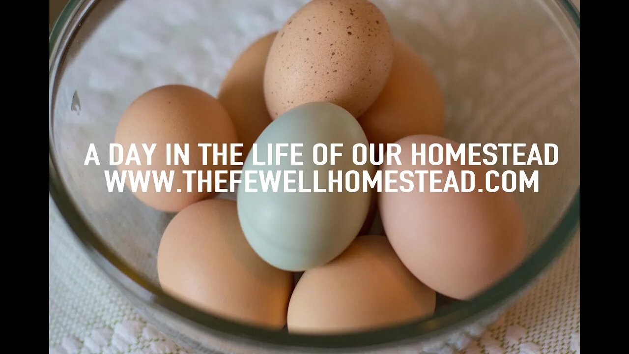 A Day in the Life | Around our Homestead in February