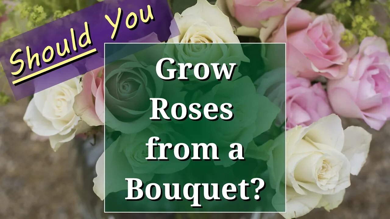 Should you Grow Roses from a Bouquet?