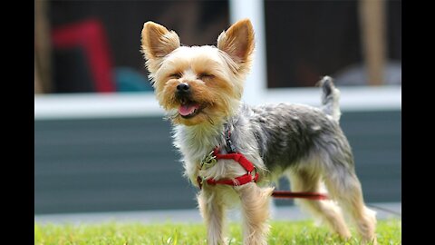 cute dogs playing ,enjoying cute baby dogs, lovely baby dogs . They are so cute dogs