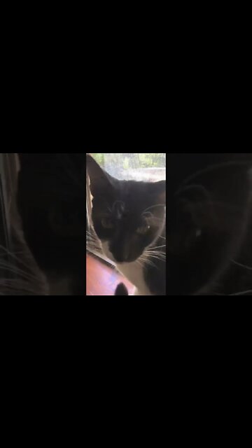 Bob smells a walking stick bug. Cat