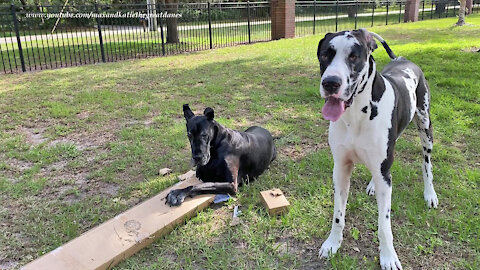 Funny Great Danes Guard Their Replacement Blinds Package