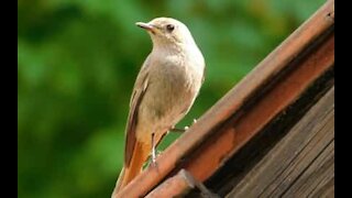 È così che i passerotti si divertono sui tetti