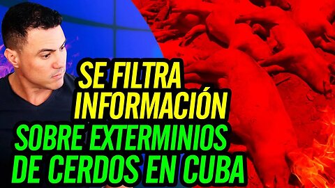 🐷 Se filtra información sobre exterminios de cerdos en Cuba 😮