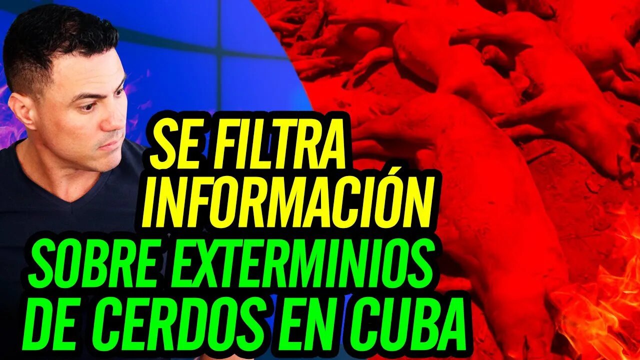 🐷 Se filtra información sobre exterminios de cerdos en Cuba 😮