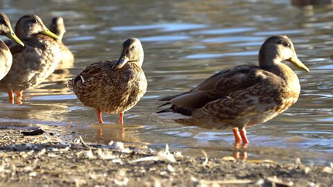 CatTV bunch of ducks in sun