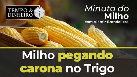 Milho pegando carona no Trigo
