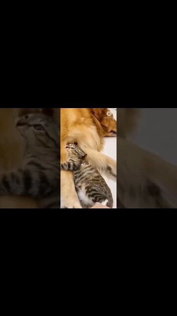 Kachcha badam | badam Kachcha #shorts