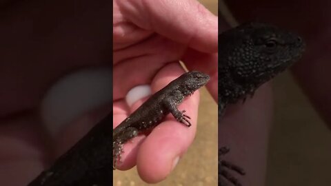 Who’s lizard is this?!