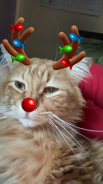 #mainecoon #cat #xmas #xmascat #neko #gato
