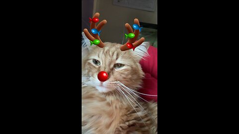 #mainecoon #cat #xmas #xmascat #neko #gato