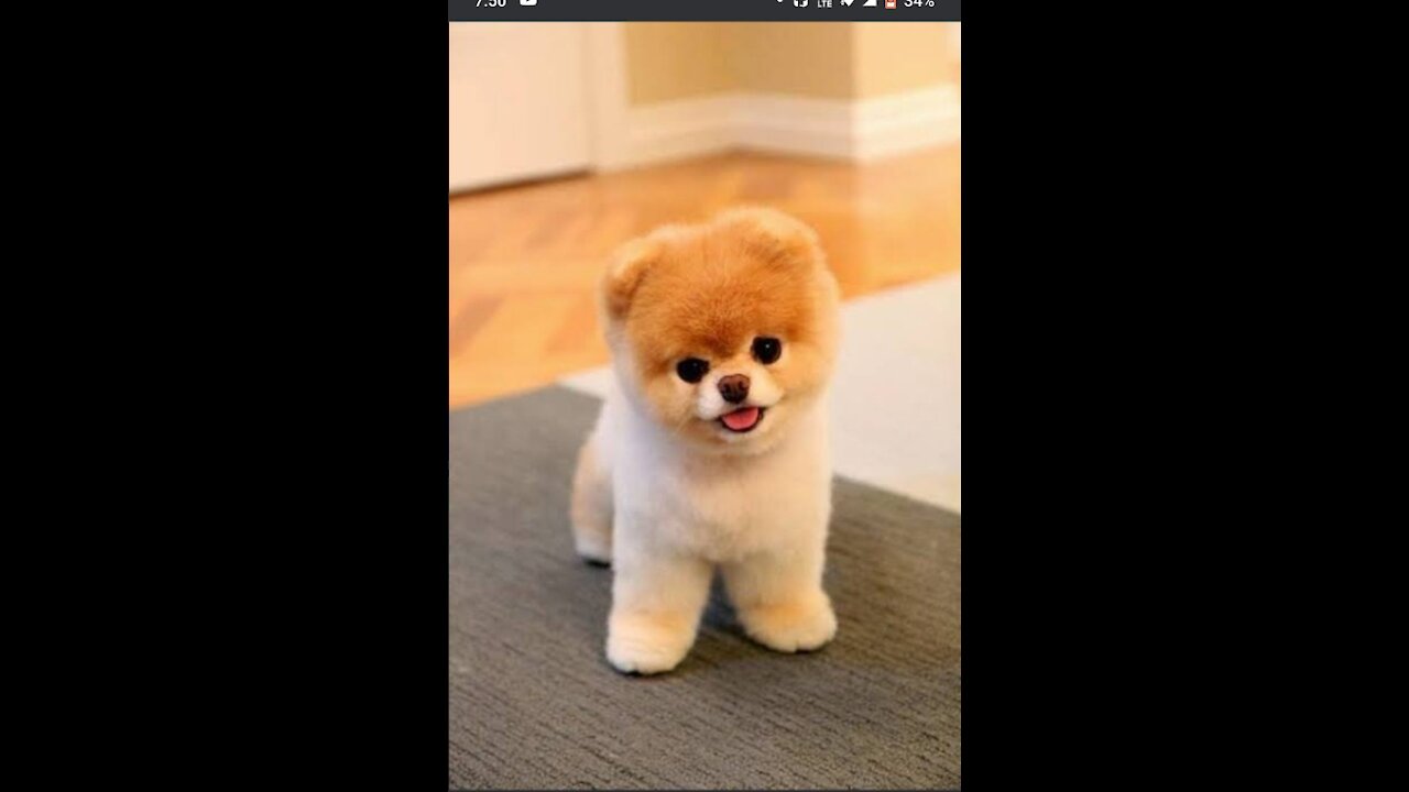 Cute puppies 🥰 cute funny and smart dogs competition| cute buddies