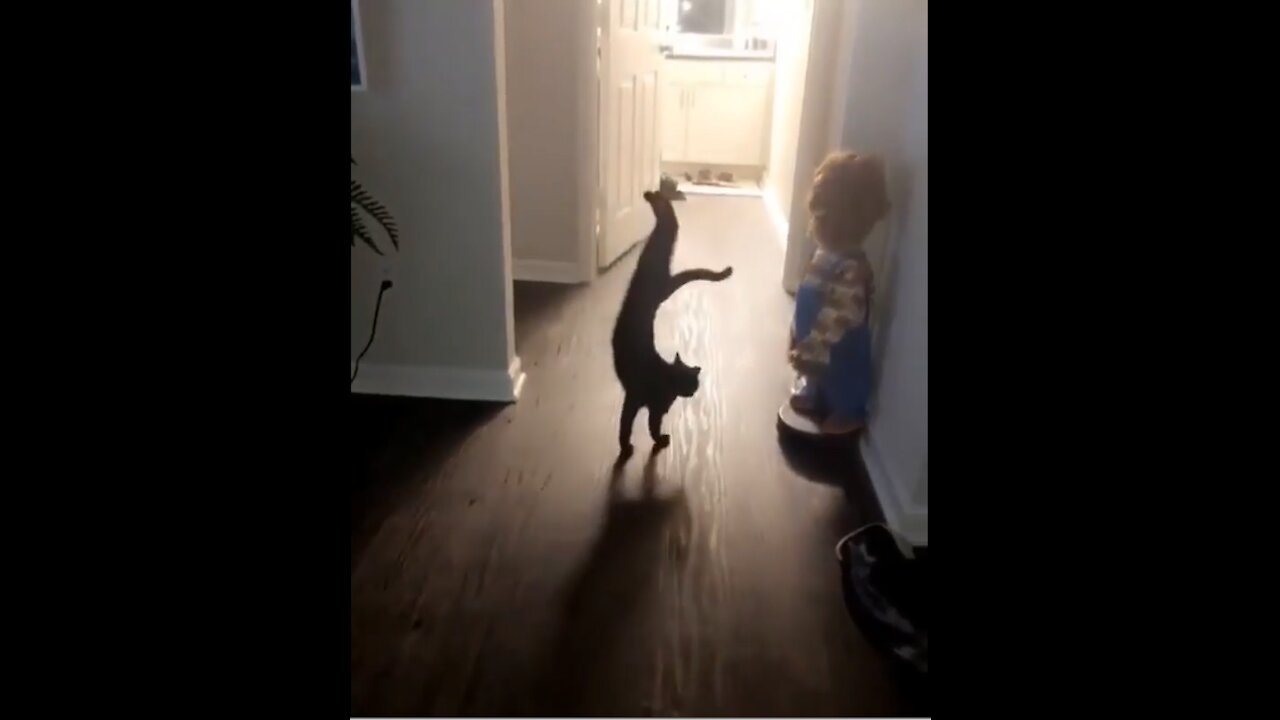 I have never seen a cat doing this! 🐱 |