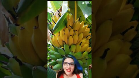 #frutas #shorts #viral #trending #trendingshorts #trendingvideo #banana #trend