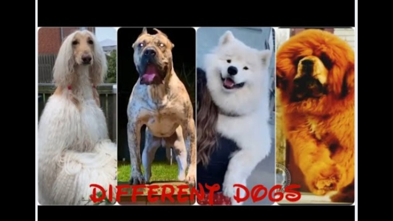 The dogs we cant see everyday in roads, Different types of dogs-videos