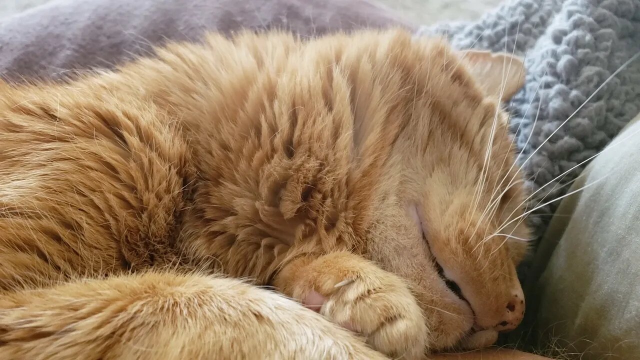 Ritz the Cat is hugging my arm while trying to sleep