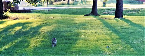 Tiger is back. She snuck out on May 9th.🐈😺タイガーが帰ってきました。5月9日に抜け出してきました。