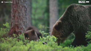 Alt for sødt! Se tre nuttede bjørneunger slås