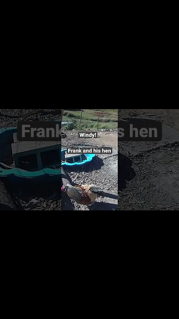 Farm surveillance. Frank and his hen